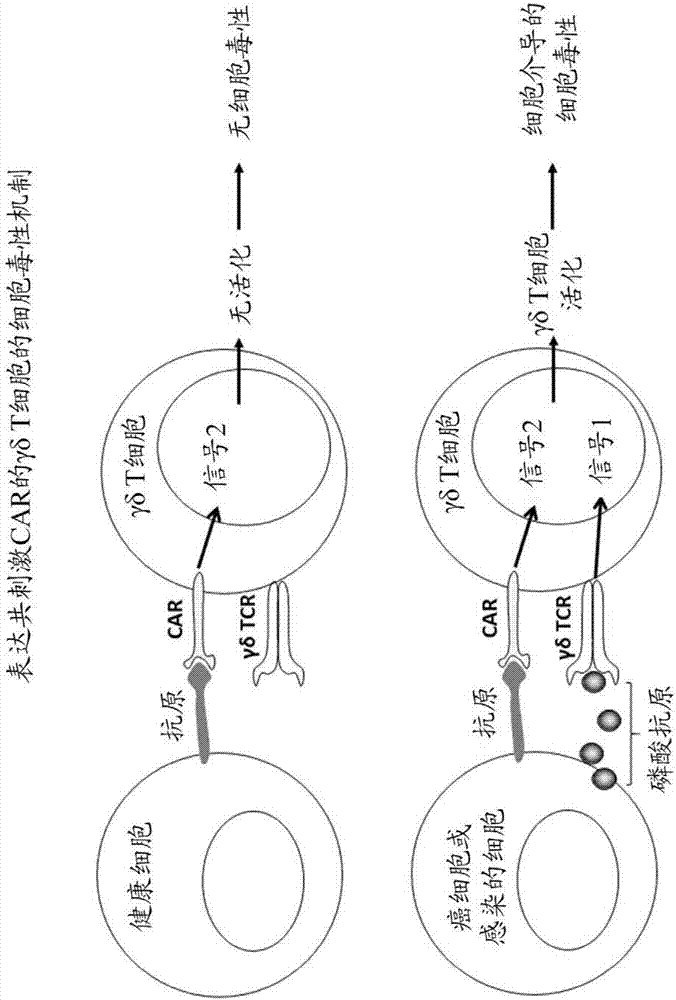 修饰的γδ细胞及其用途的制作方法