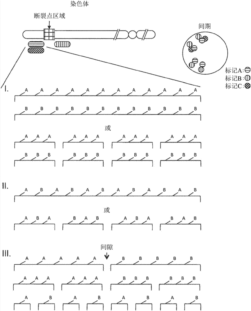 检测染色体畸变的方法与流程