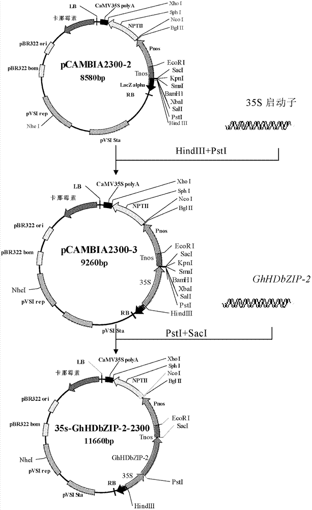 一种棉花同源异型‑亮氨酸拉链蛋白HDbZIP‑2及其编码基因与应用的制作方法