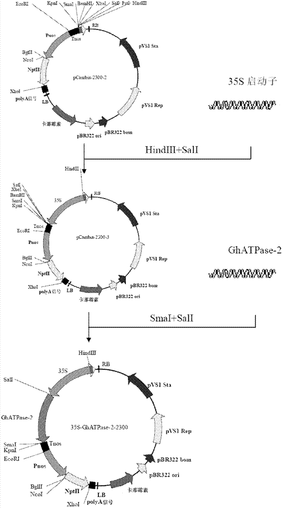 一种棉花ATP水解酶ATPase‑2及其编码基因与应用的制作方法