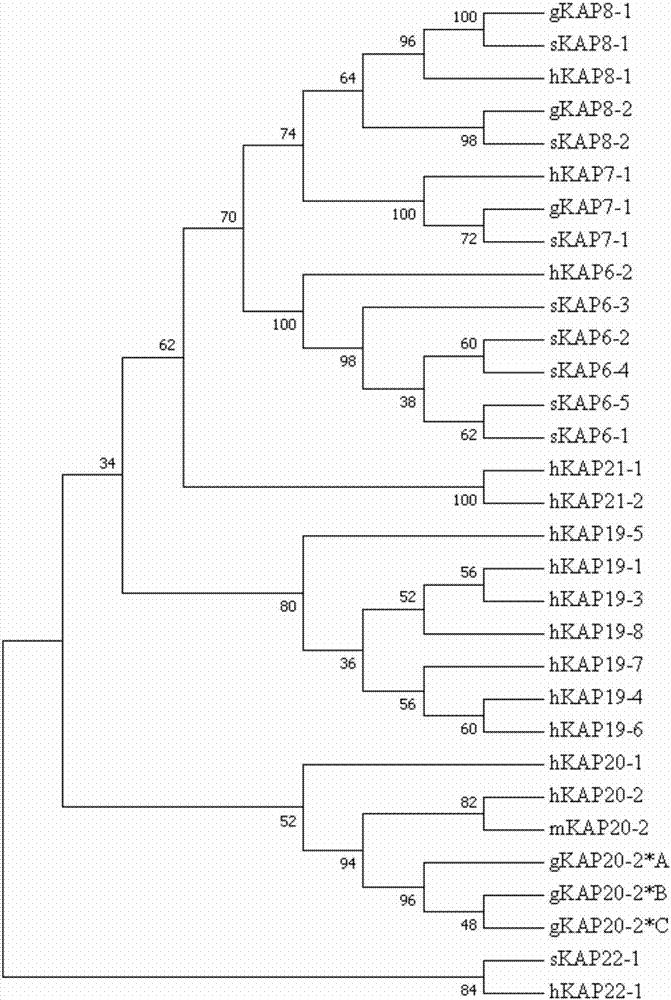 一种陇东绒山羊羊绒性状相关的遗传标记及其应用的制作方法