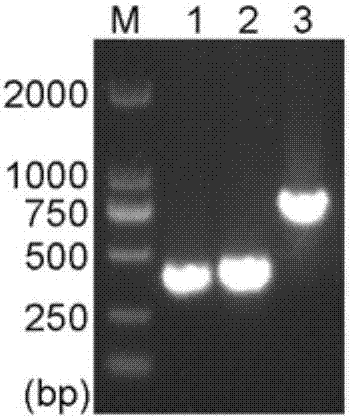 嵌合抗ROR1抗体Fab分子及其制备方法和应用与流程