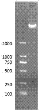 靶向敲除PIK3CA基因的sgRNA及应用的制作方法