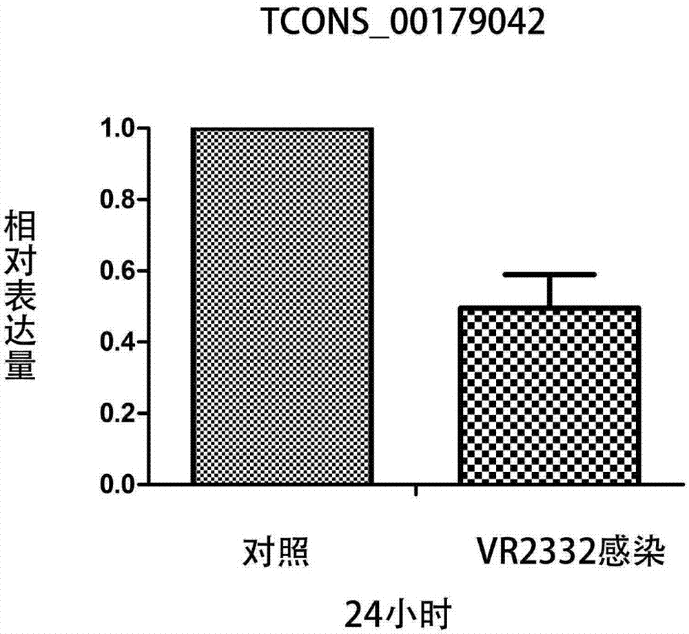 一种PRRSV感染相关的lncRNA及其siRNA在抑制病毒复制中的应用的制作方法