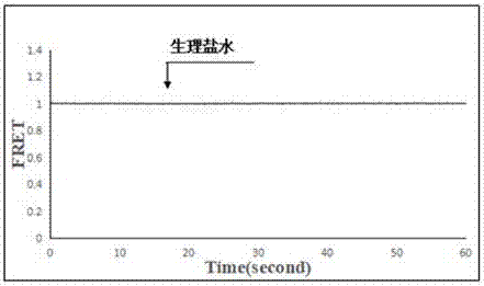 基于五羟色胺受体1B分子探针的药物活性成分筛选方法与流程