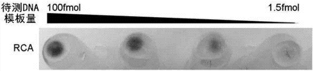 一种用于RCA扩增产物的快速银染色方法与流程