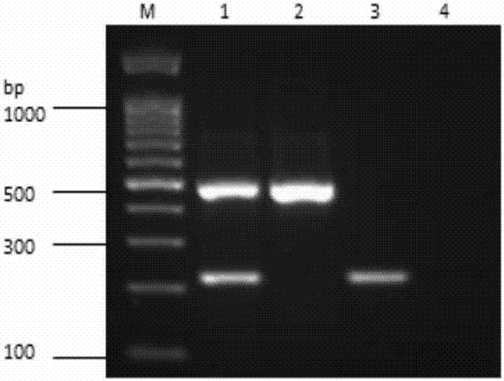 尼润潜隐病毒和水仙普通潜隐病毒的双重RT‑PCR检测试剂盒及其检测方法与流程