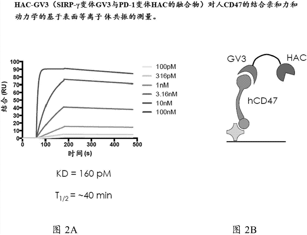 SIRP多肽组合物和使用方法与流程