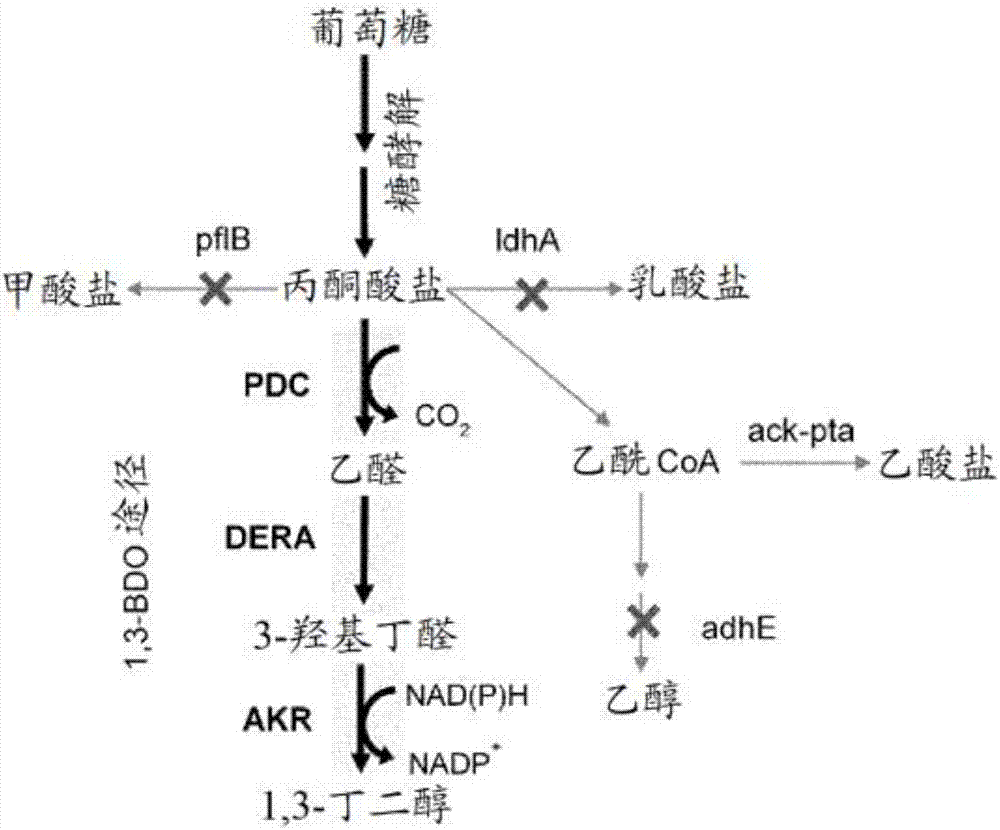 用于产生1,3‑丁二醇的方法和微生物与流程