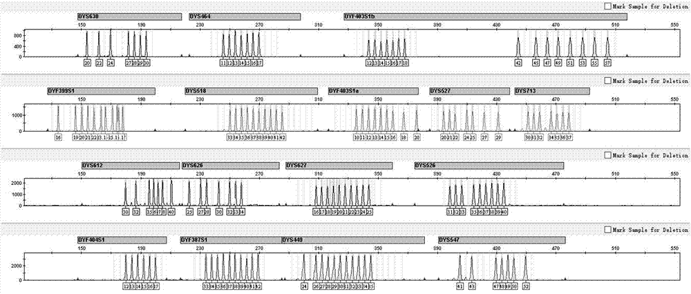快速突变Y染色体短串联重复序列的复合扩增体系、试剂盒及应用的制作方法