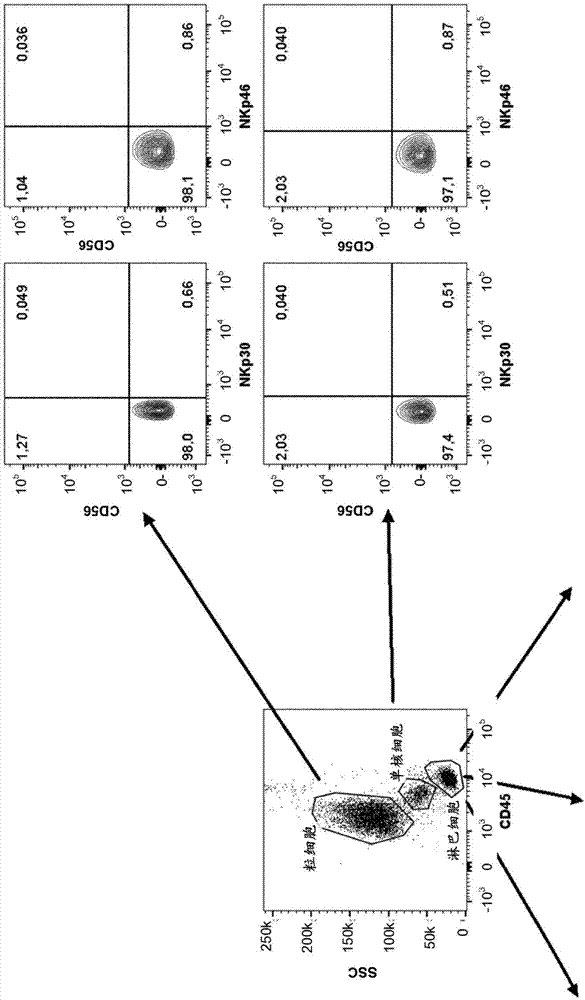 用于检测组织浸润NK细胞的方法与流程