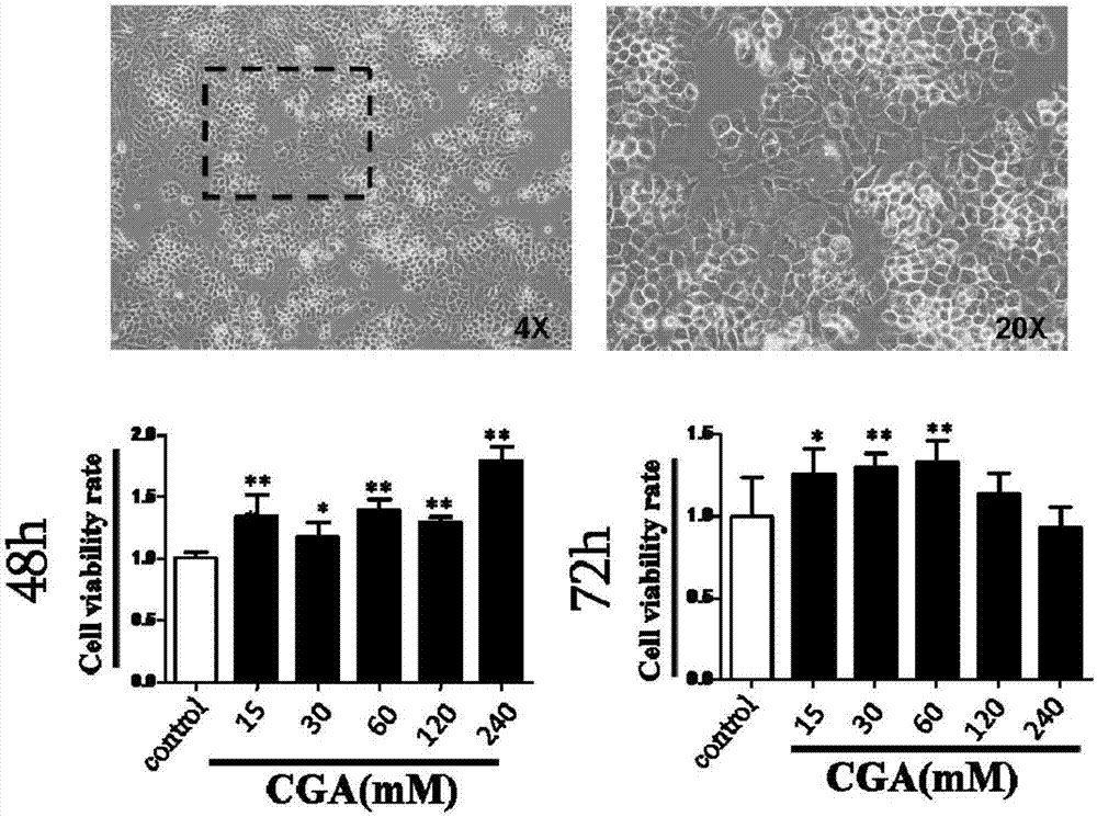 交联CGA的海藻酸钠‑明胶共混膜关节补片的制备方法及其应用与流程