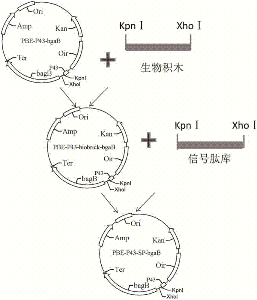 一种枯草芽孢杆菌能提高分泌效率的信号肽及其应用的制作方法