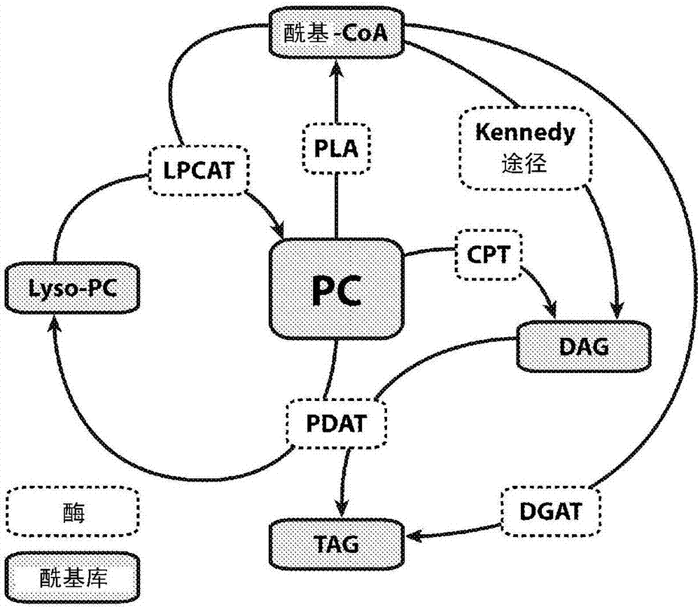 产生ω‑3脂肪酸的酶和方法与流程