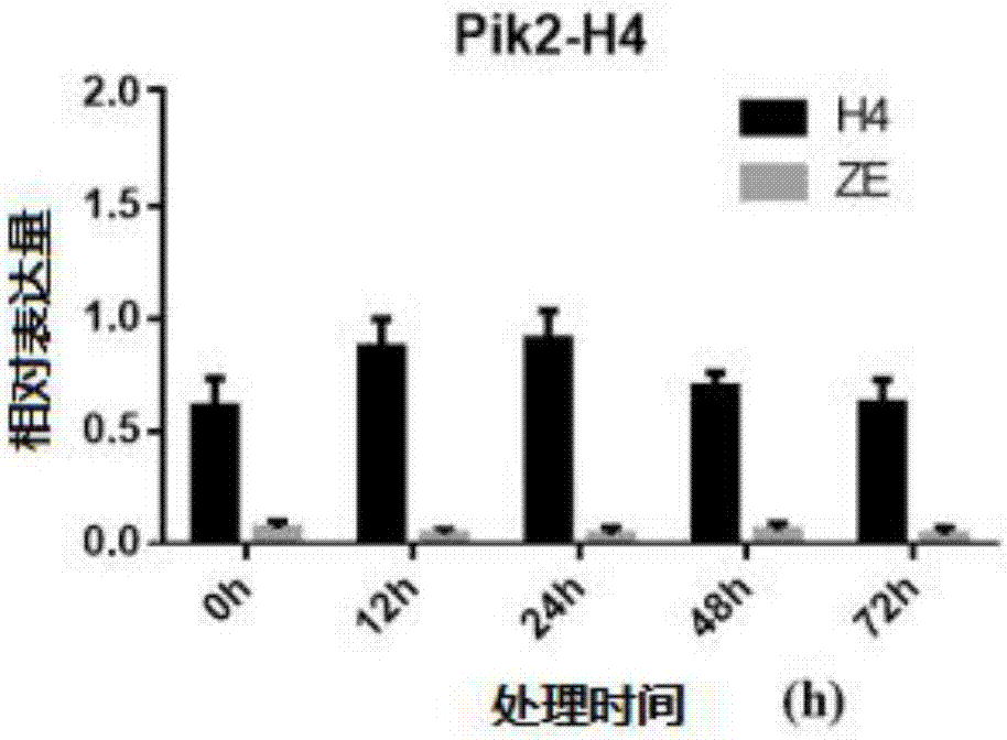 一种稻瘟病抗性相关的miRNA及其应用的制作方法