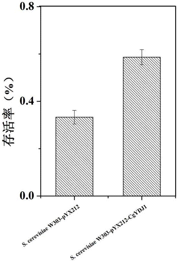 产甘油假丝酵母热休克蛋白基因CgYDJ1及其应用的制作方法