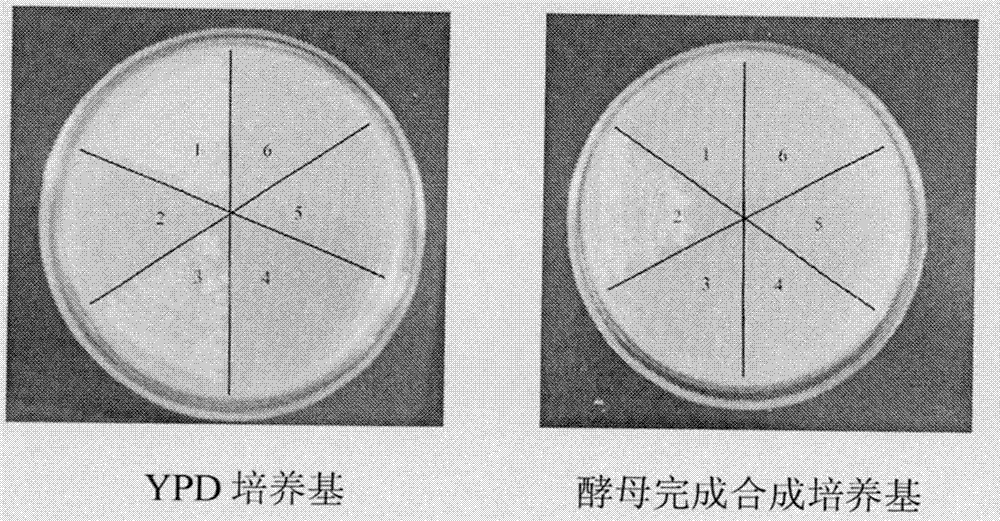 一株适量产高级醇的酿酒酵母菌株及其构建方法与流程