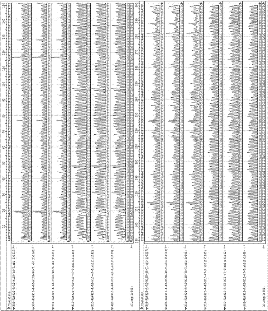 一种富含AT或者GC基因的合成方法与流程