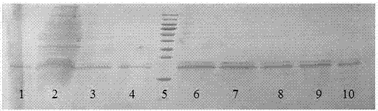 高产量及高稳定性基因重组七鳃鳗Lj‑RGD3蛋白的制备方法与流程