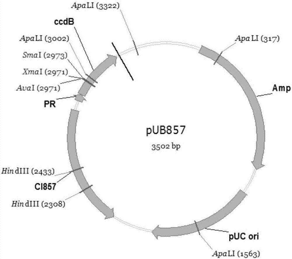 一种零背景的平末端克隆载体pUB857及其构建方法和应用与流程