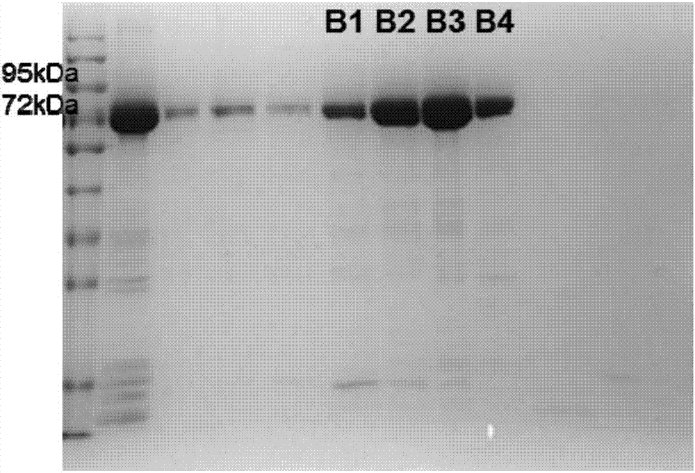 编码人胆碱乙酰转移酶或其融合蛋白的核酸序列及其用途的制作方法