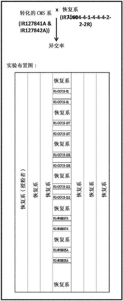 通过细胞质雄性不育水稻中更高的异交率提高杂交种子生产以及相关材料和方法与流程