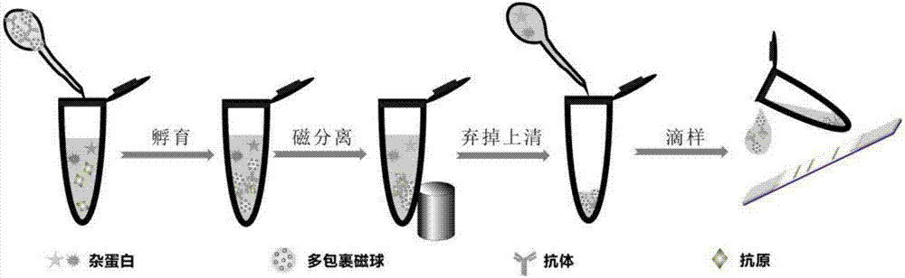 基于磁富集的荧光定量高灵敏可视化联检免疫层析试纸条的制备和检测方法与流程