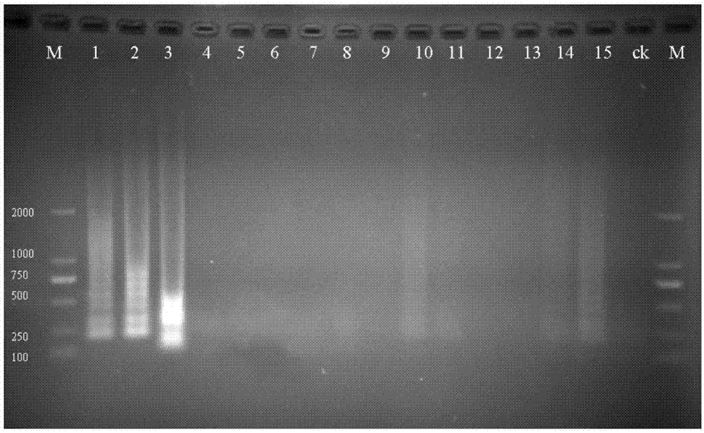 一种快速可视化瓜实蝇分子检测方法与流程