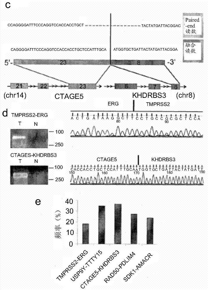 前列腺癌的生物学标志物、治疗靶点及其用途的制作方法