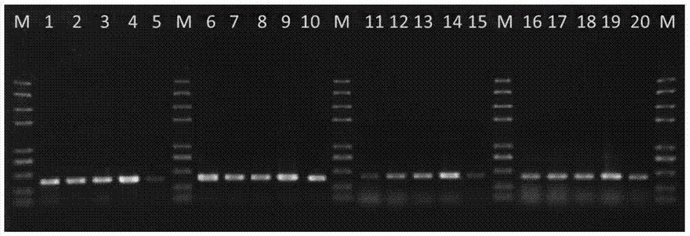 转基因玉米T4‑1‑1品系特异性检测方法及试剂盒与流程