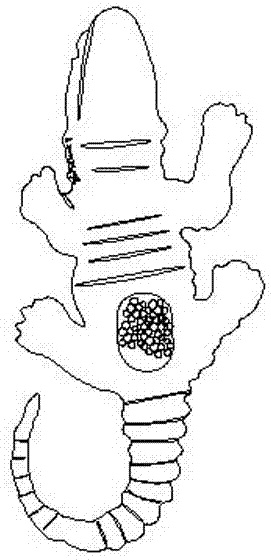 一种会下蛋的动物玩具的制作方法