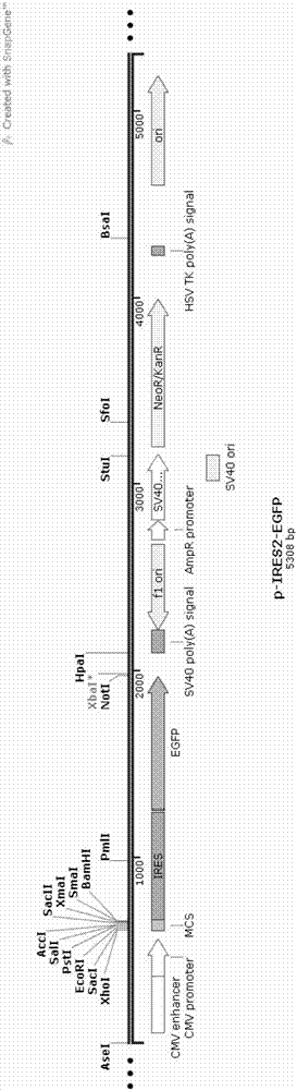 tlympocytes,cfls)和自然杀伤细胞(nkcells)胞浆颗粒中的细胞毒性蛋白