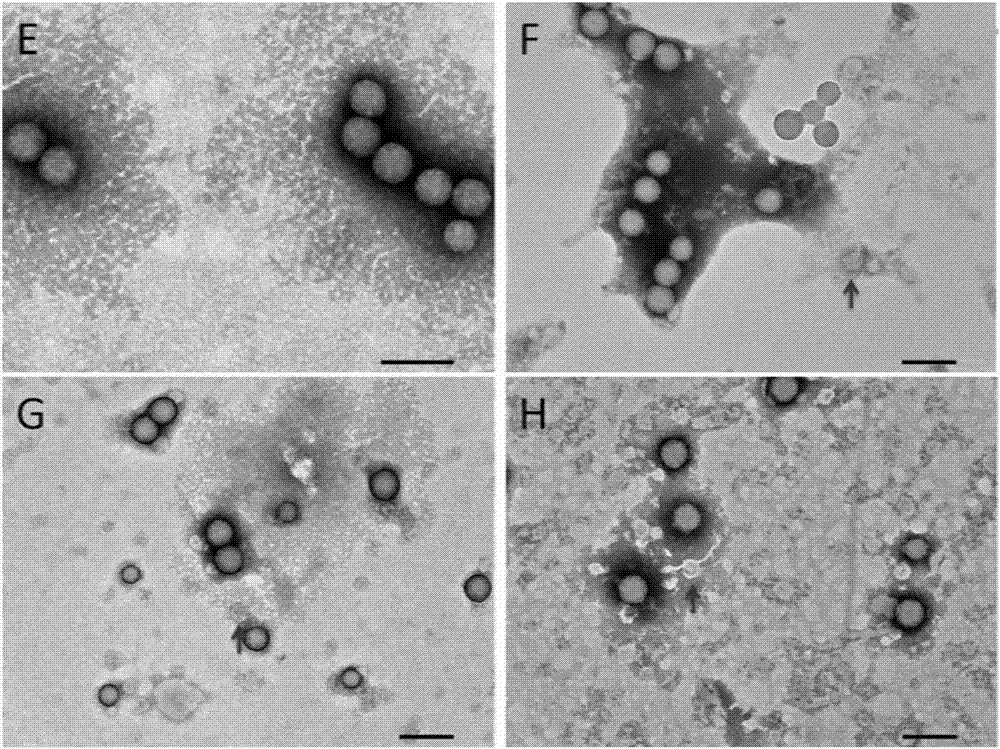 一种细胞培养收获液中病毒颗粒的电镜定量检测方法与流程