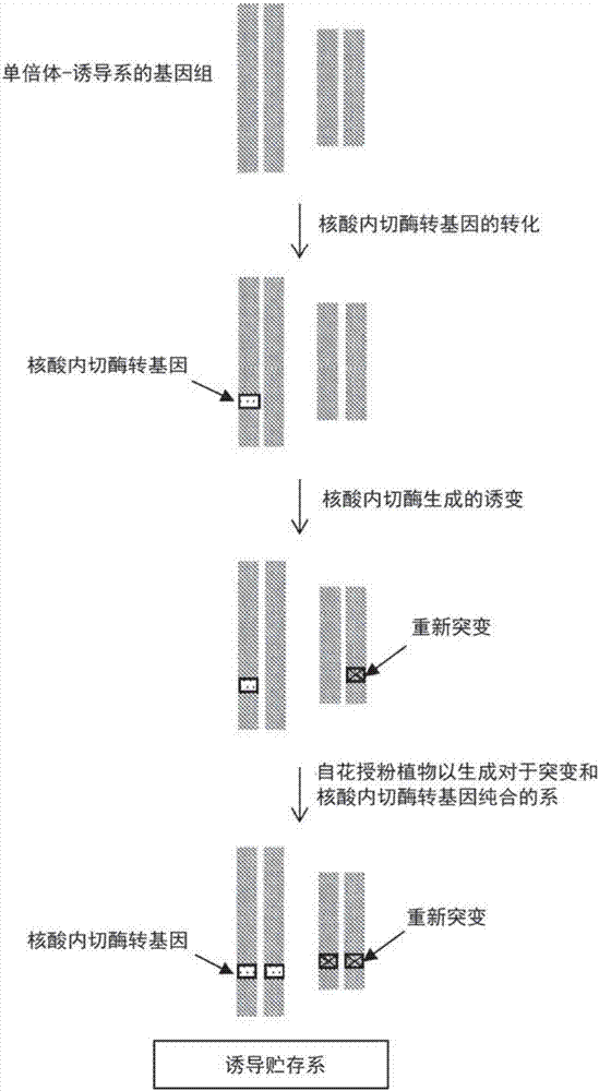 用于加速基因组编辑的单倍体诱导系的制作方法