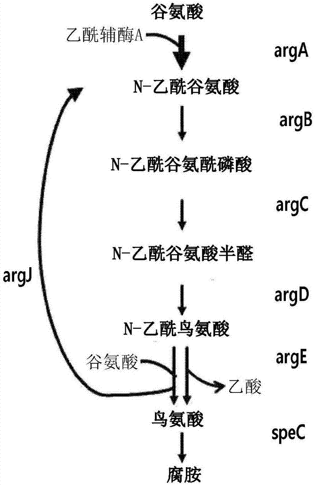 用于产生腐胺或鸟氨酸的微生物和使用其产生腐胺或鸟氨酸的方法与流程