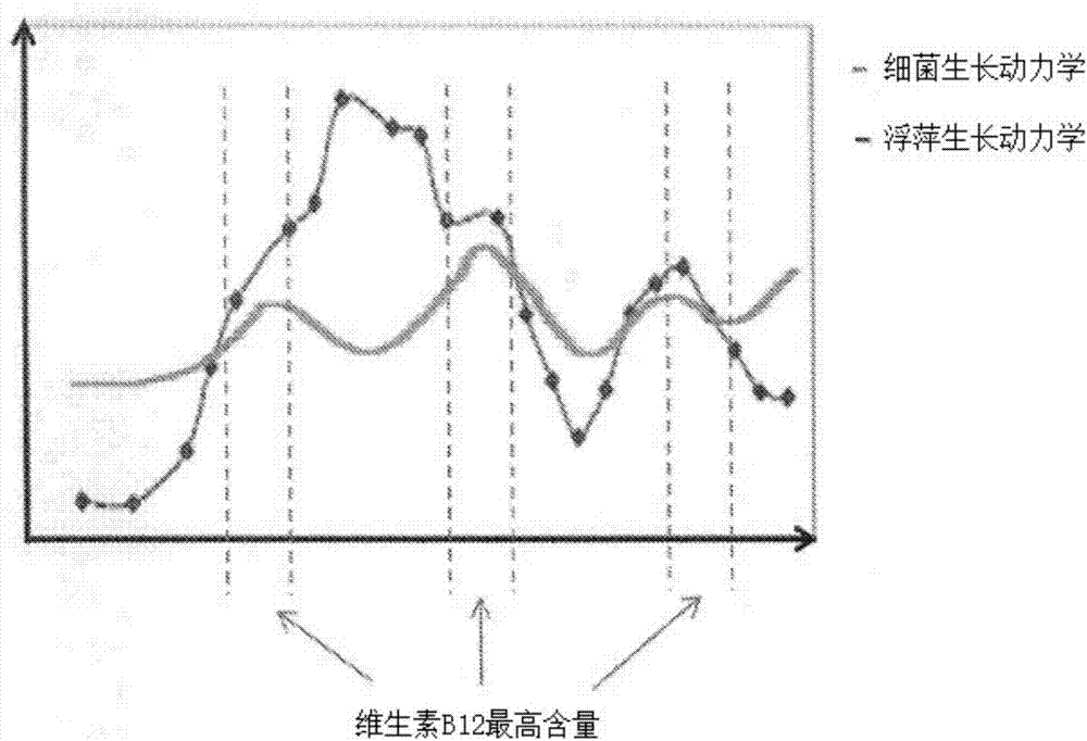 用于在浮萍中生产维生素B12的装置和方法与流程