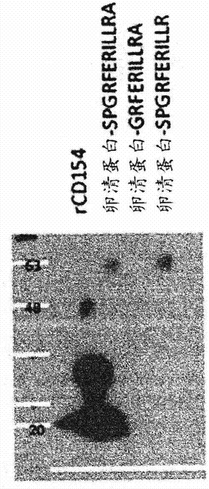 CD154结合多肽及其用途的制作方法