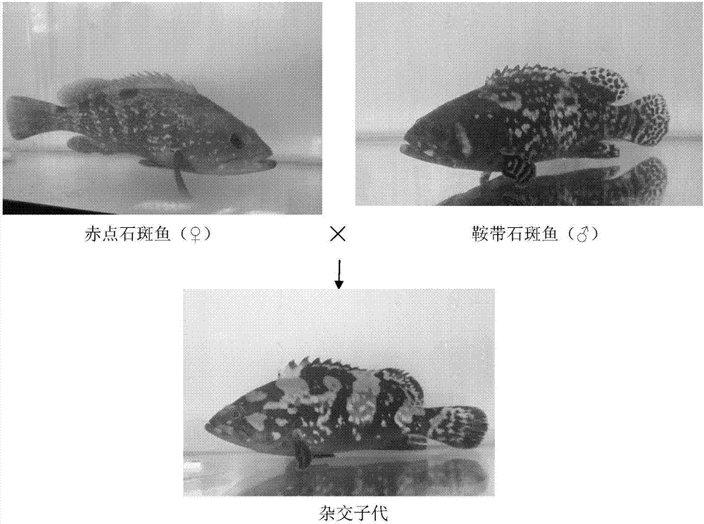 赤点石斑鱼与鞍带石斑鱼远缘杂交育种方法与流程