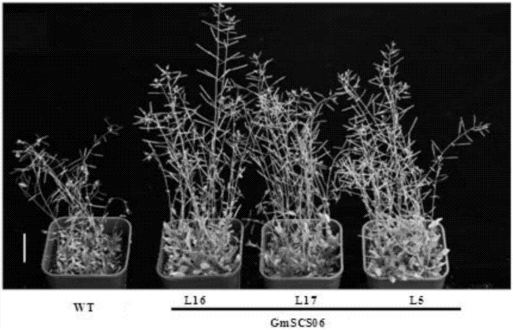 蛋白质GmSCS06在调控植物抗逆性中的应用的制作方法