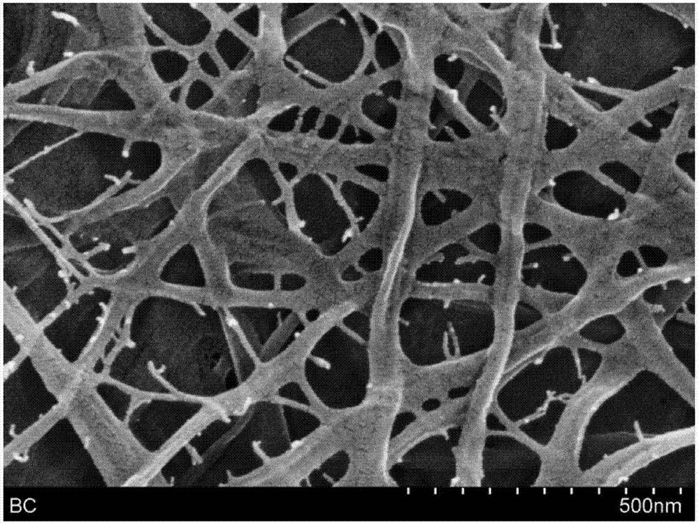 一种具有树枝状结构的细菌纤维膜及其制备方法与流程