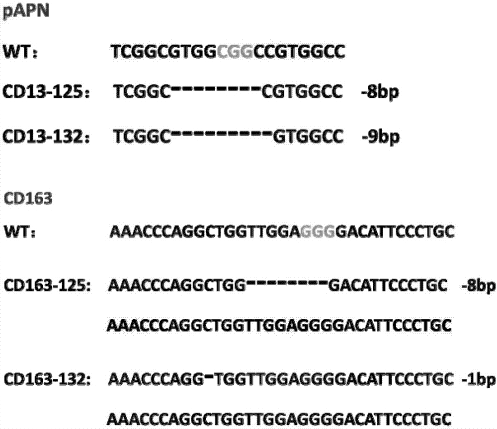 一种制备同时敲除CD163基因和CD13基因的猪成纤维细胞的方法与流程