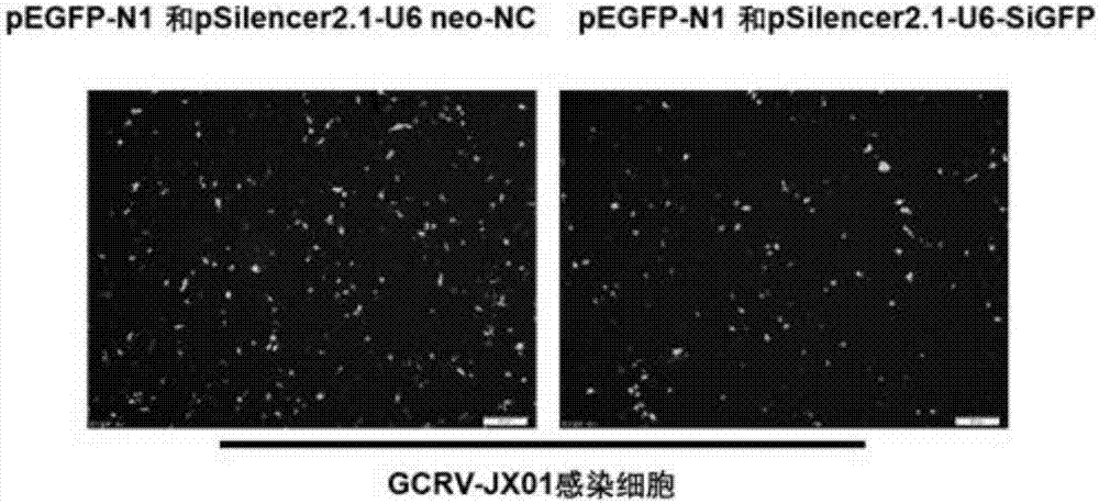 一种靶向抑制绿色荧光蛋白GFP基因表达的siRNA序列的制作方法