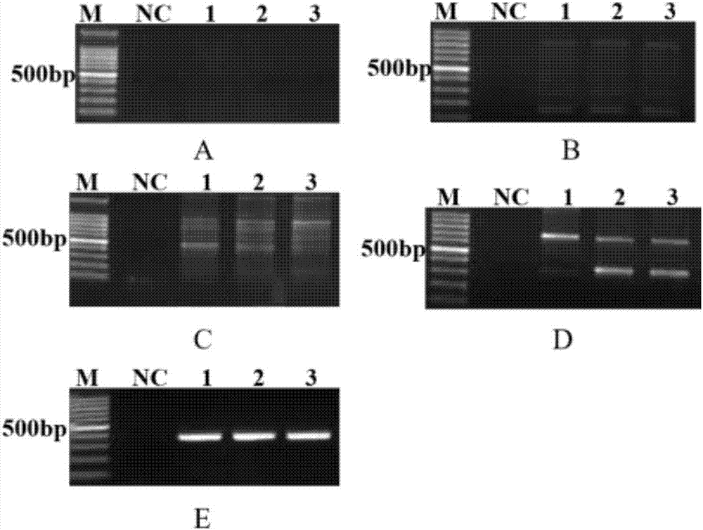 斜带石斑鱼insulin基因、编码蛋白及其应用的制作方法