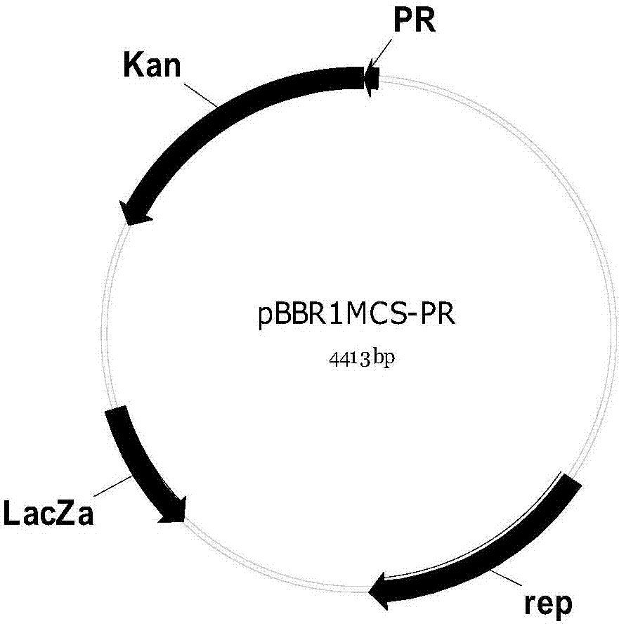 一种零背景的平末端克隆载体pRI857及其构建方法和应用与流程