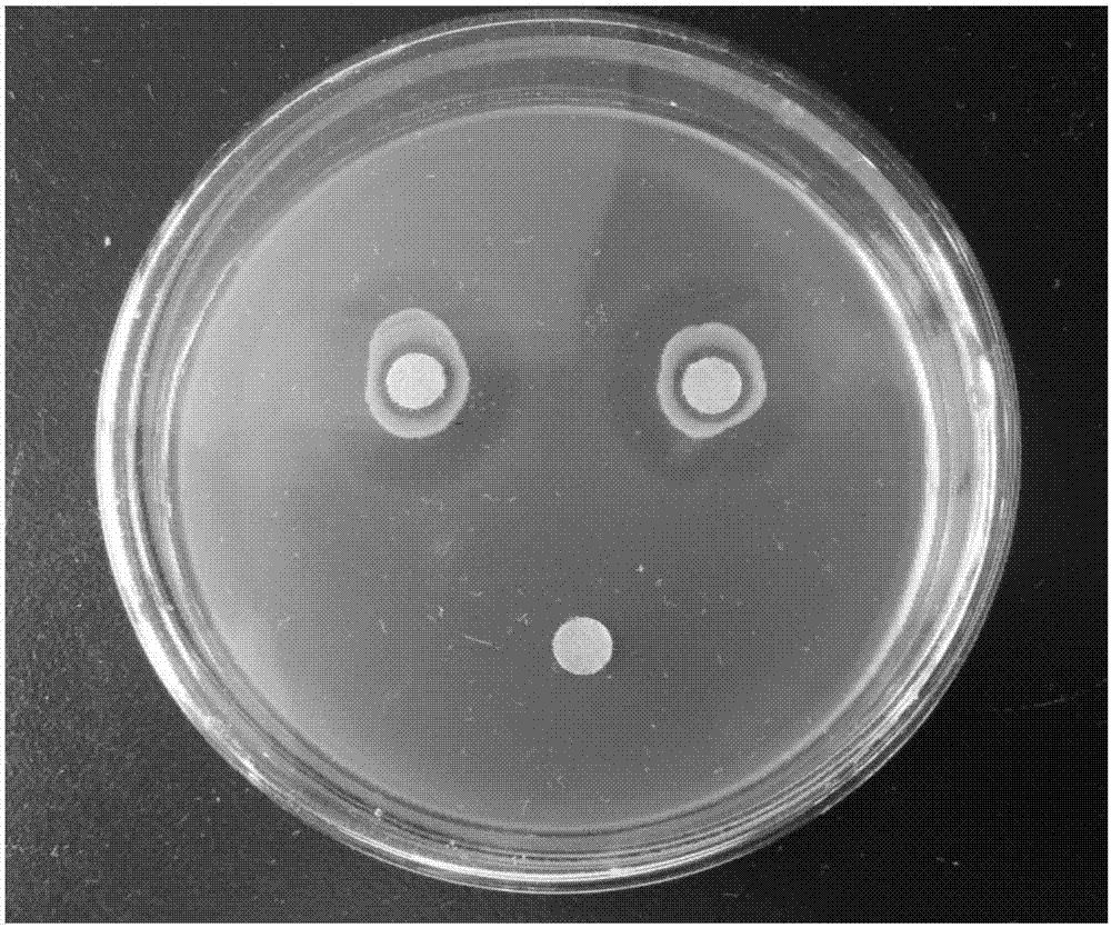 一种解淀粉芽孢杆菌及其在水产养殖中的应用的制作