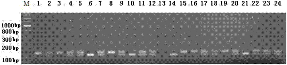 水稻抽穗扬花期耐热主效QTL位点qHTF‑1的分子标记方法及应用与流程