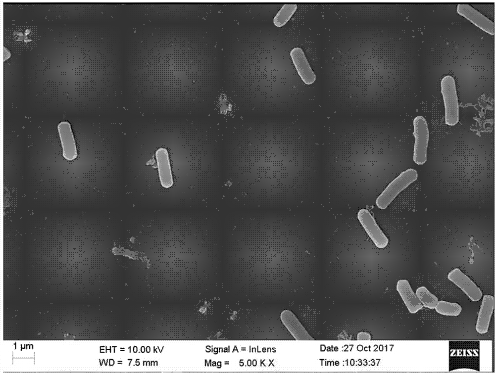 一株贝莱斯芽孢杆菌在防治黄瓜疫病中的应用的制作