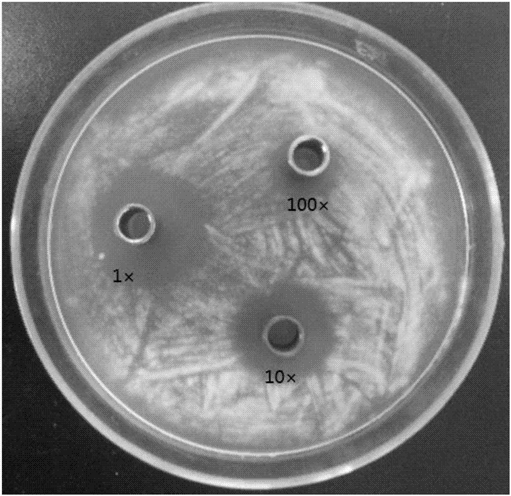 一种用于防治西洋参根腐病的多粘类芽孢杆菌及其应用的制作方法