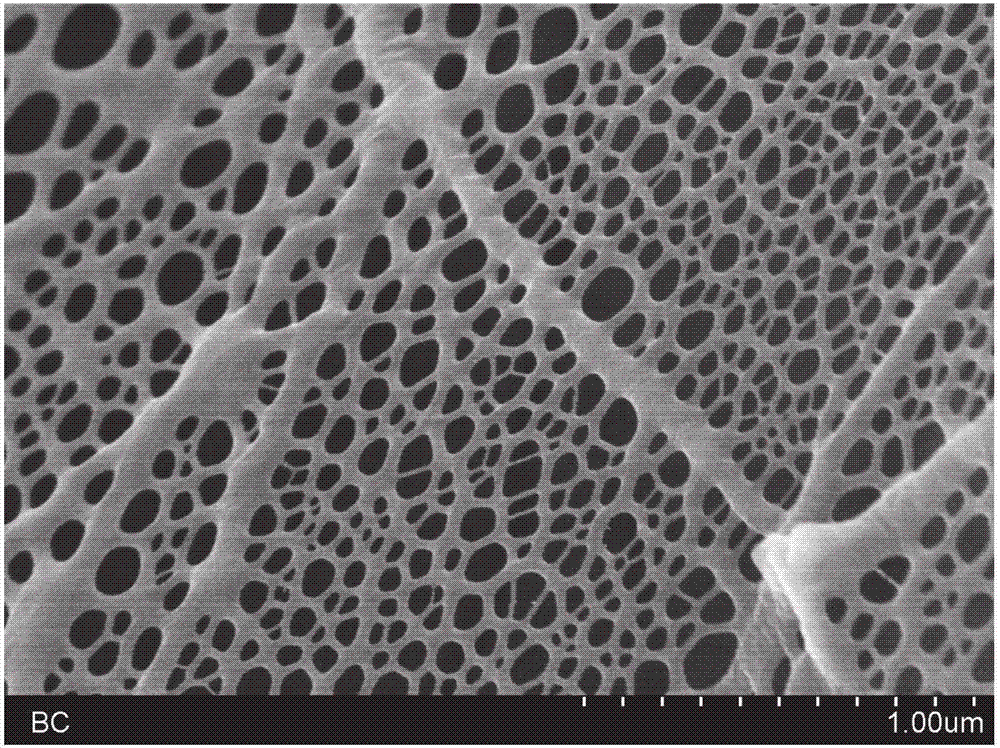具有纳米蛛网结构的细菌纤维素膜复合材料及其制备方法与流程