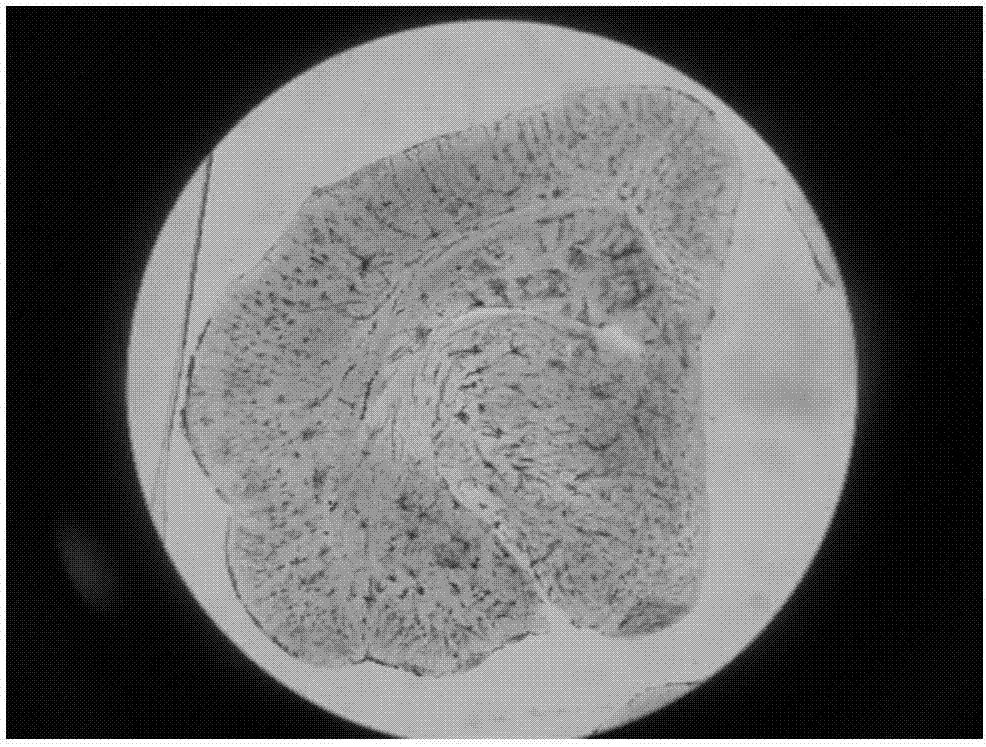 一种改进的golgi62cox染色制备脑组织石蜡切片的方法与流程